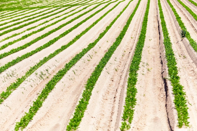 Photo field with carrot