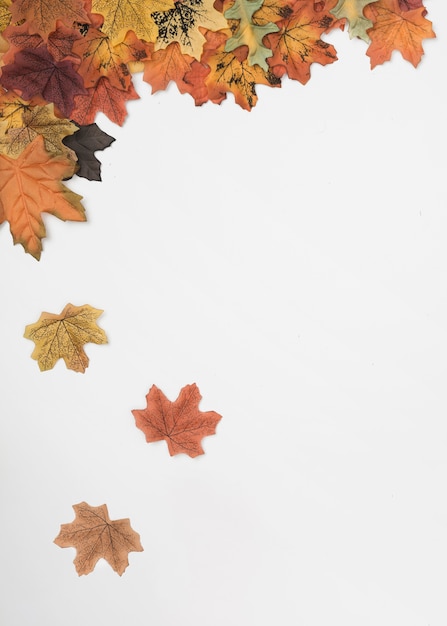 Flat lay of autumn maple leaves falling down