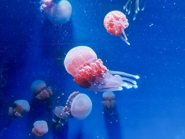 Floating Beautiful Jellyfishes in Aquarium