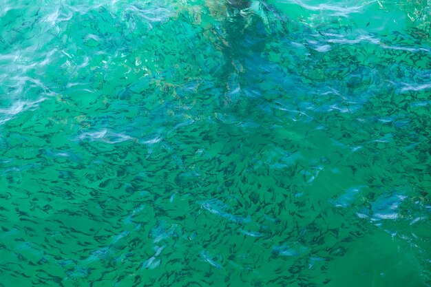 Photo flock of fish in shallow water in the sea with green clear water