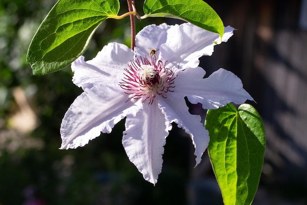 Flower of clematis Snow queen outdoor