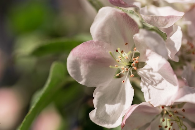 Flowering apple tree blossoms with pink flower in the garden macro Harvest fruit and apples