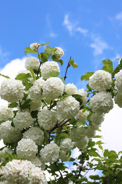 여름 정원에서 꽃 장식용 viburnum buldenezh