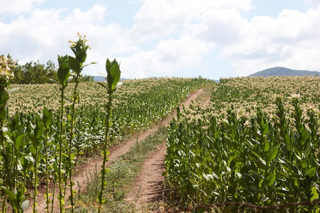 Flowering tobacco plant in the pasture