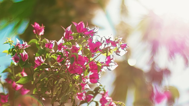 Flowers in bloom and palm tree at sunset nature in summer tropical holiday destination and summertime travel