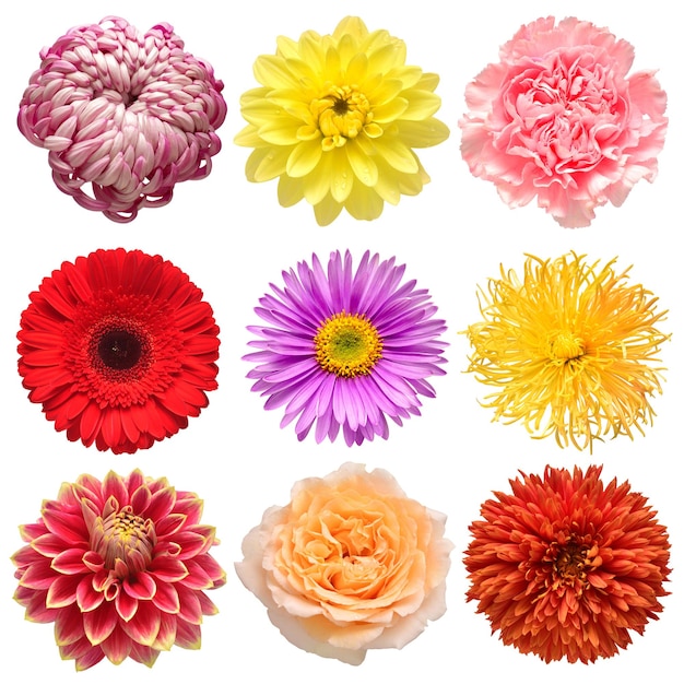 Foto collezione di fiori di bella gerbera aster margherita garofano rosa crisantemo dahlia