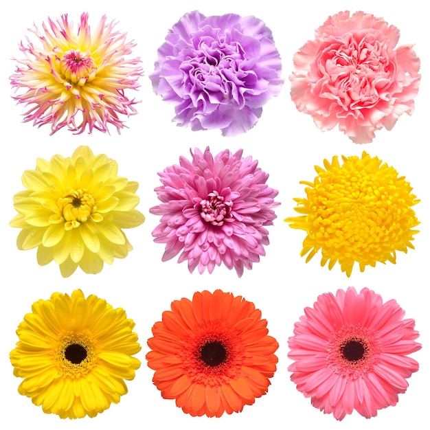 Foto collezione di fiori di bella gerbera margherita garofano crisantemo dahlia