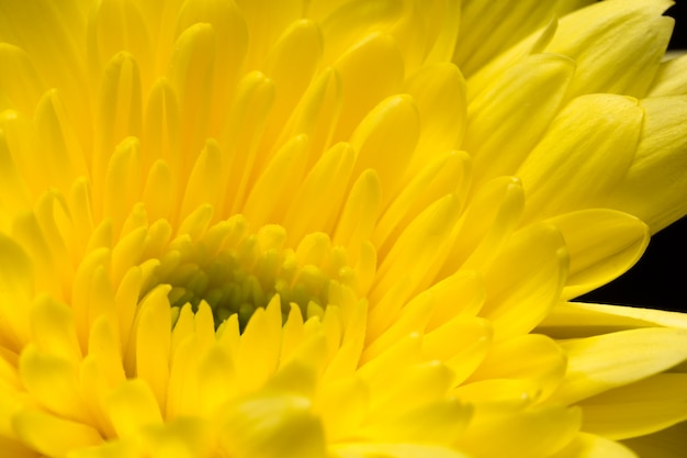 Flowers yellow chrysanthemums