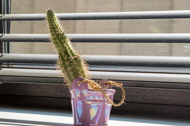 Fluffy mini cactus in pink vase standing in sunlight from window behind blinds