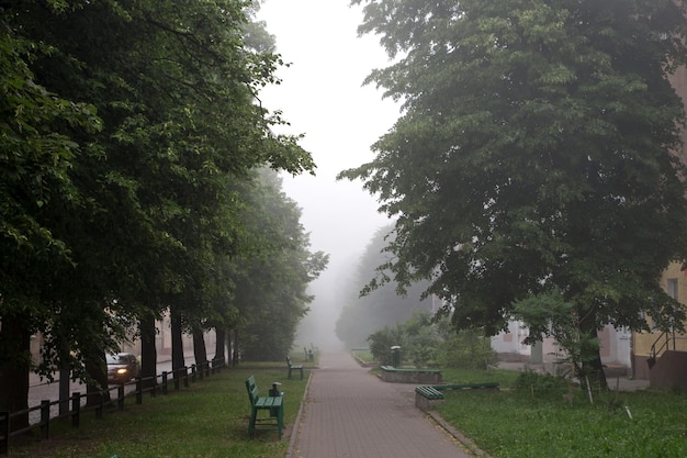 Foggy tiled sidewalk with curbs benches trash cans surrounded by trees with thick green foliage