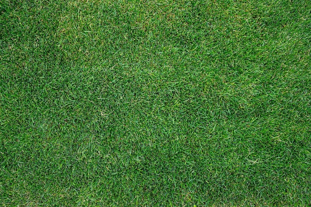 Football field. Grass texture. Green lawn. Natural background.