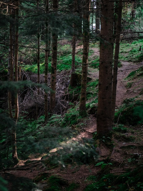 Forest path with stones on mountain background