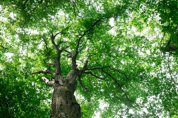 Photo forest trees. nature green wood sunlight