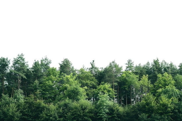 Photo a forest with a lot of trees that have the word  e  on it