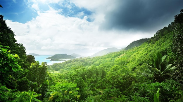 Photo a forest with a view of the ocean and mountains