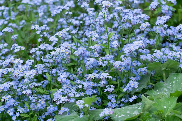 Forget me not in garden closeup