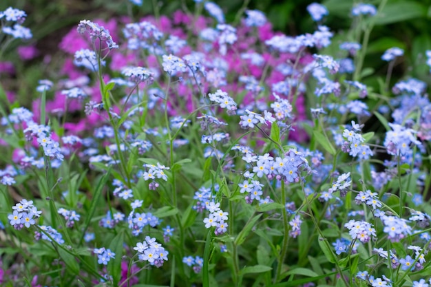 Forget me nots on a background of pink flowers in garden