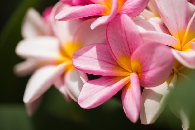 Frangipani flowers Close up beautiful Plumeria Amazing of Thai frangipani flowers on green