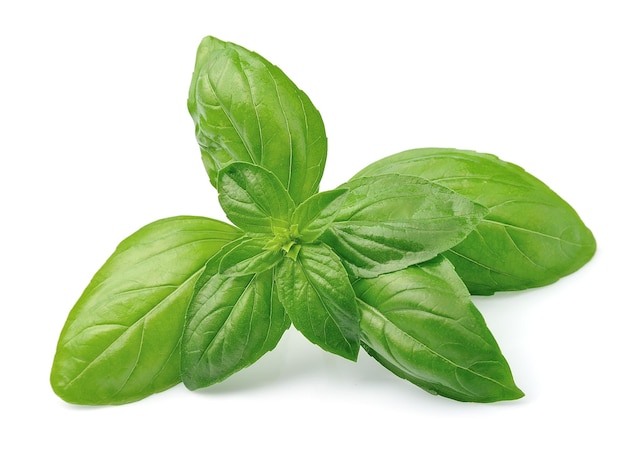 Fresh basil