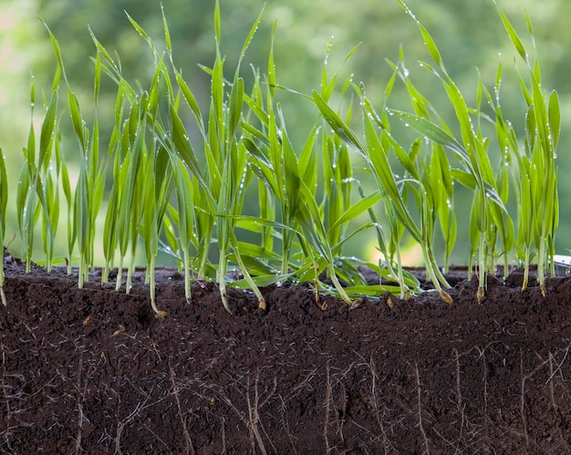 Fresh green barley plants with roots