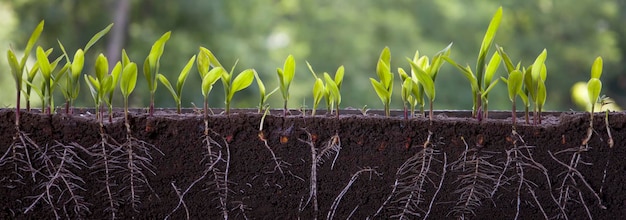 Fresh green corn plants with roots