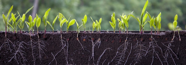 Fresh green corn plants with roots