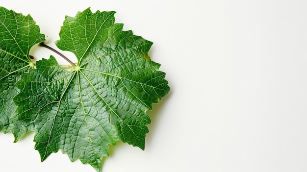 Photo fresh green grape leaf on white background