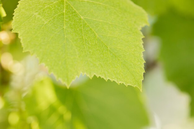 Photo fresh green grape leaves in the sunlight close up