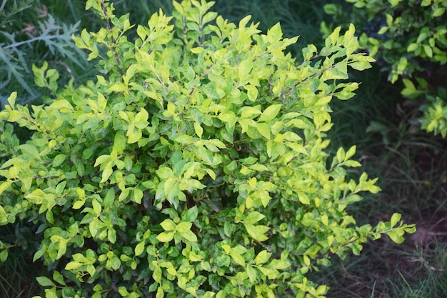 Fresh Green Plant in lawn