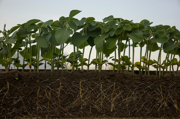 Fresh green soybean plants with roots