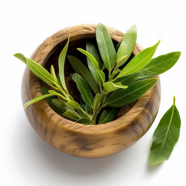Photo fresh tea tree leaves in a wooden bowl