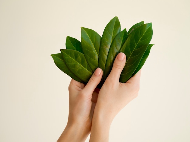 Front view of hand holding leafs