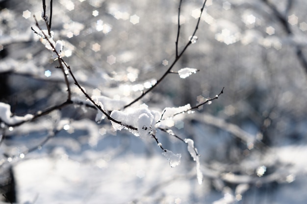 Frost on the branches of a tree