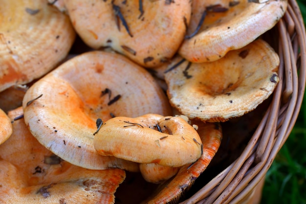 Full basket of mushrooms