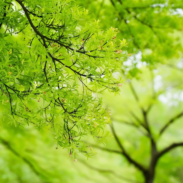 Photo full frame of green foliage on branches with blurred background