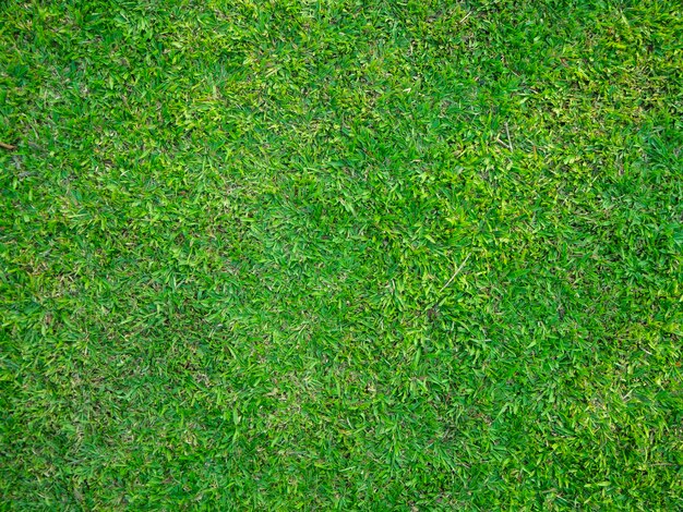 Full frame shot of green grass