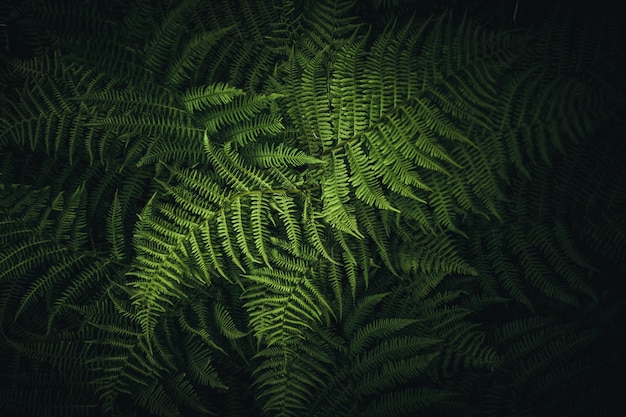 Full frame shot of leaves