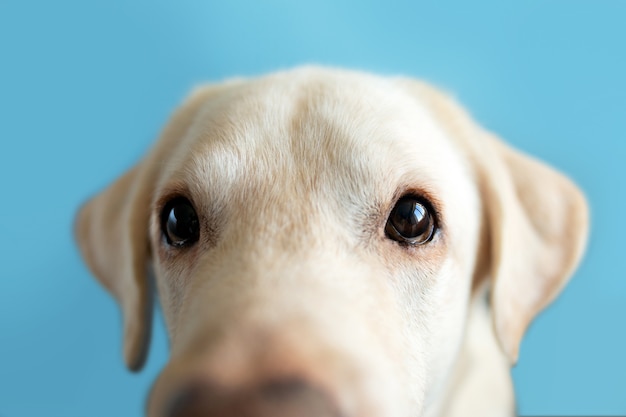 Funny dog. looking at the camera. Dog eyes. Elongated muzzle of a Labrador. A beige peeks at the camera. Funny dog. Looking through the peephole