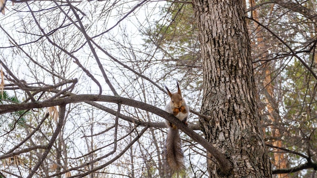 A funny little squirrel sits on a branch in the park and nibbles a nut that he holds in his paws