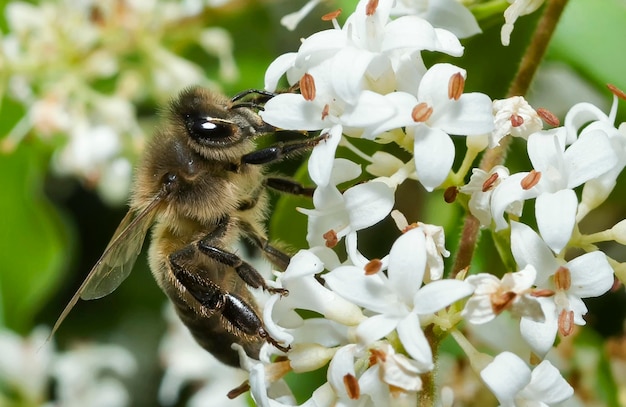 Furrow Bee