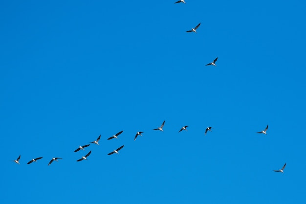 Geese fly in a wedge to the south on blue sky background