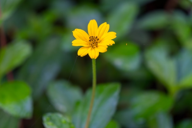 Gele madeliefjebloem in tuin.