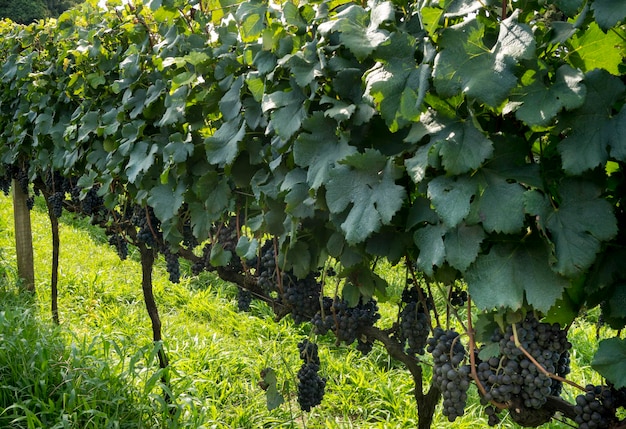 General view of vineyard with grapes ready for harvest.