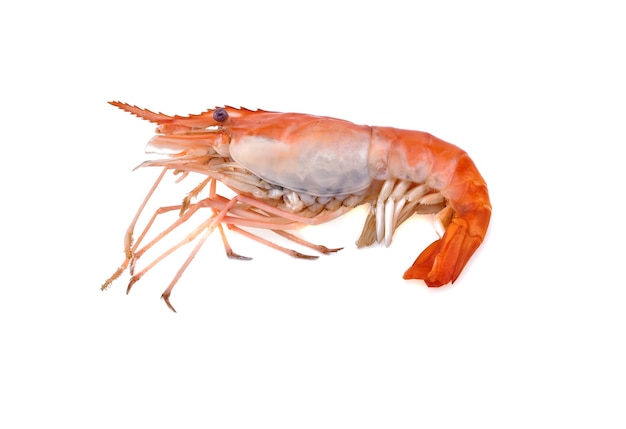 Giant freshwater prawn isolated on white