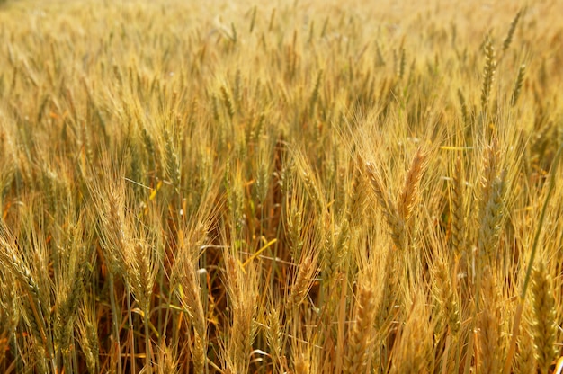 Golden wheat cereal yellow field