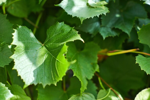 Photo grape leaves. green vine leaves at sunny september day in vineyard. soon autumn harvest of grapes for making wine, jam and juice.