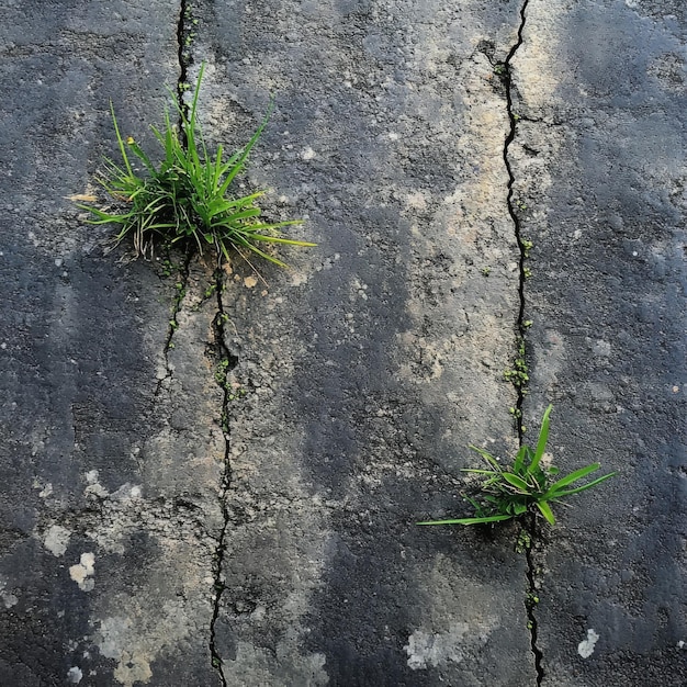 Foto gras spruit uit tussen de scheuren in een verweerde betonnen muur met dauwdruppels die schitteren in het licht.