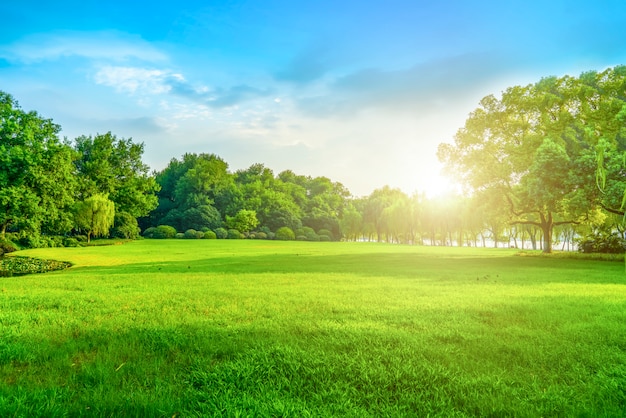 Photo grass and green woods in the park