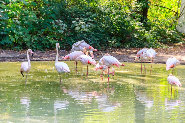 큰 플라밍고 Phoenicopterus roseus는 플라밍고 가족의 가장 널리 퍼진 종입니다