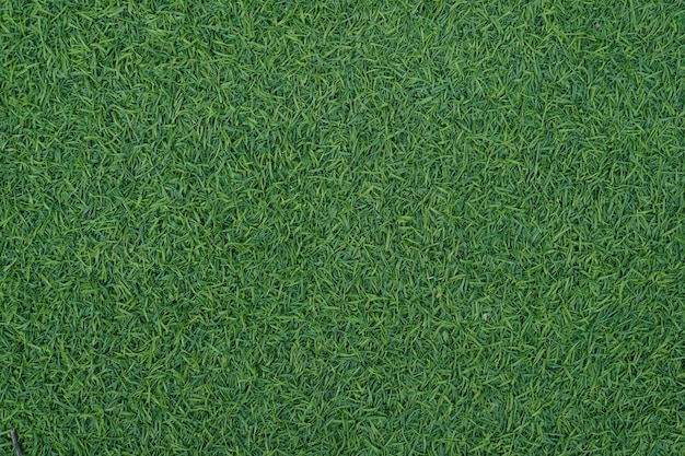 Green artificial grass background is used instead of real grass